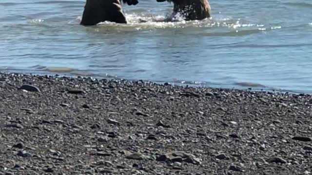 FRIENDLY BEAR