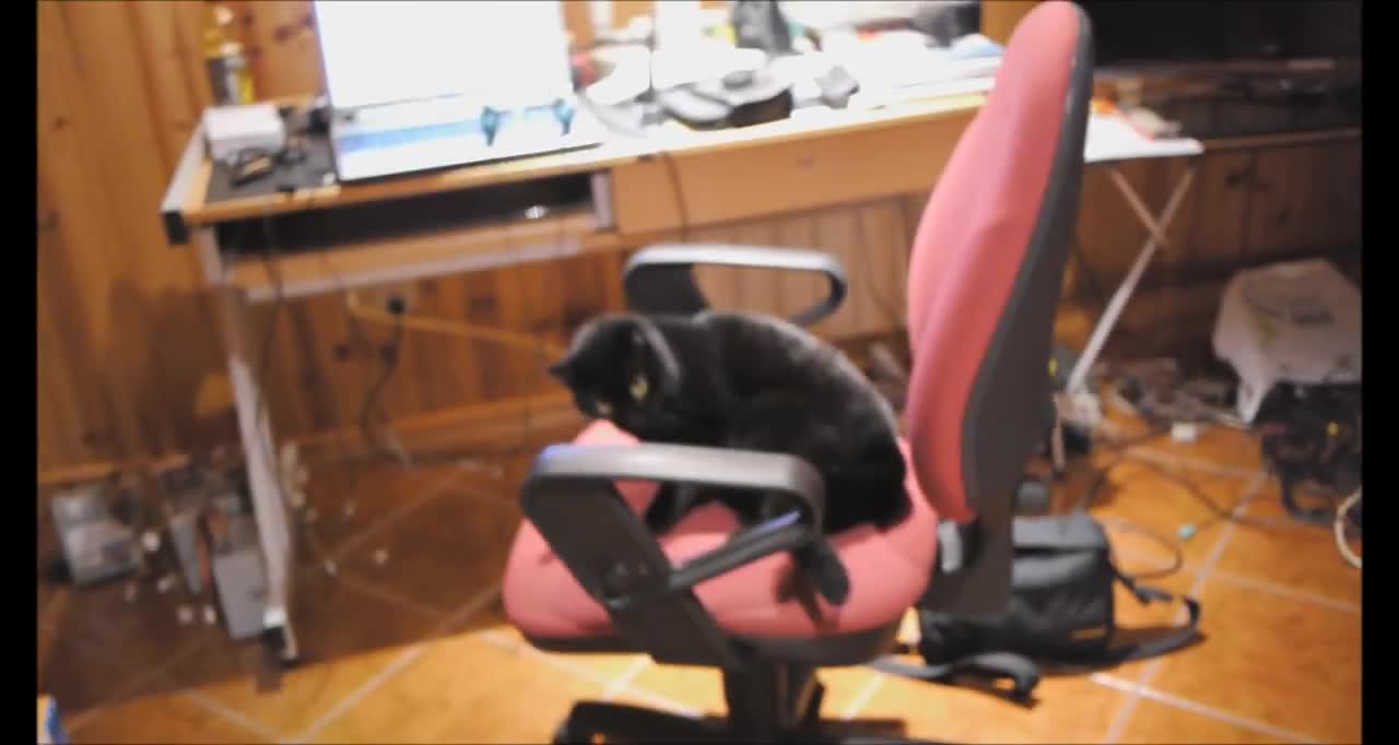 Training Cat To Sit On A Chair