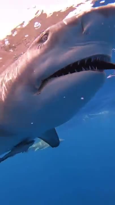Lemon Shark Snaps At The Bait