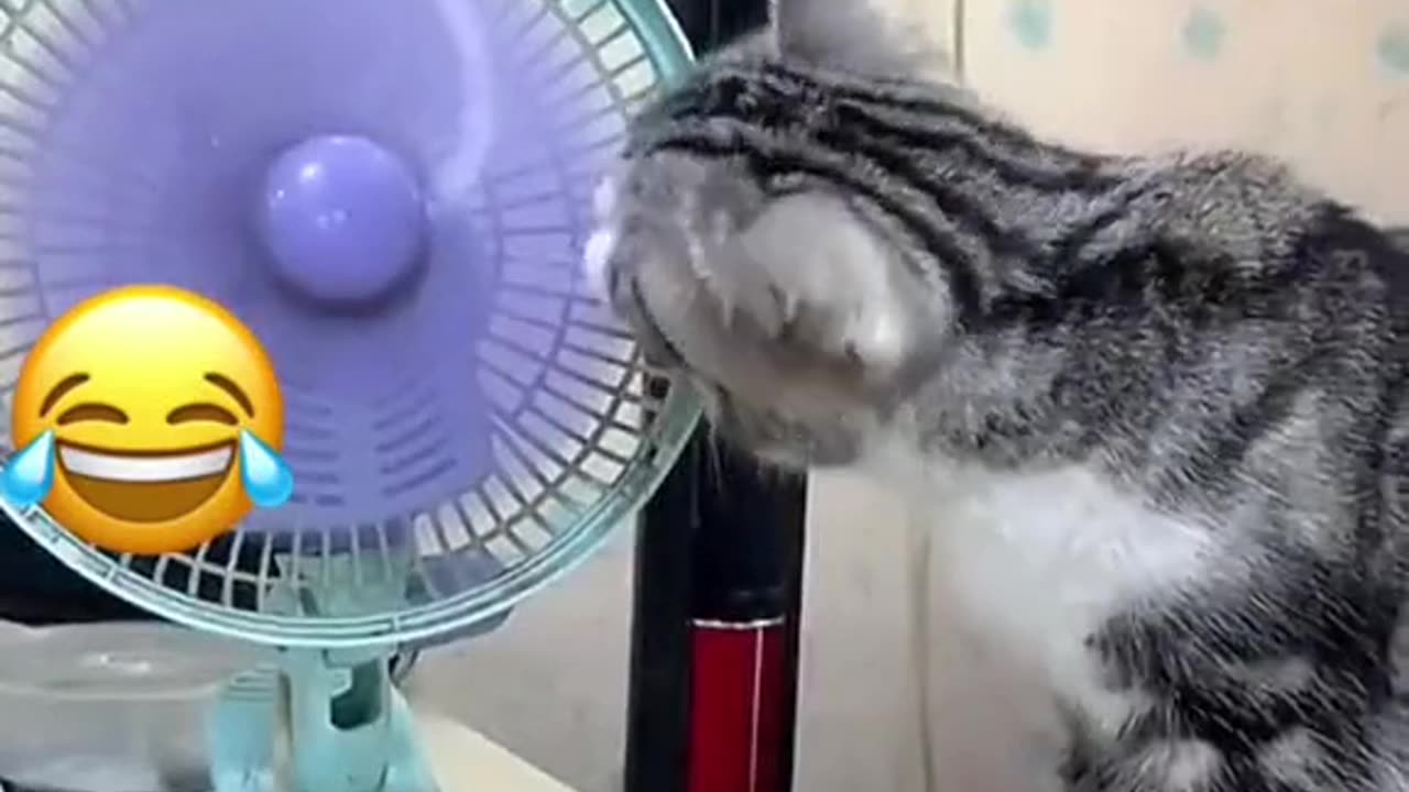 funny cat videos animals lover