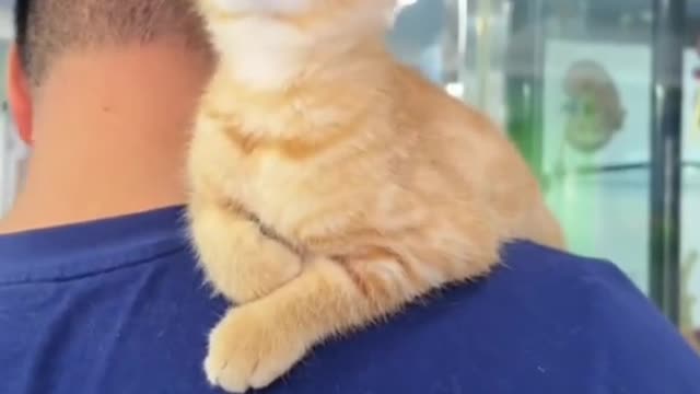cat is so cute