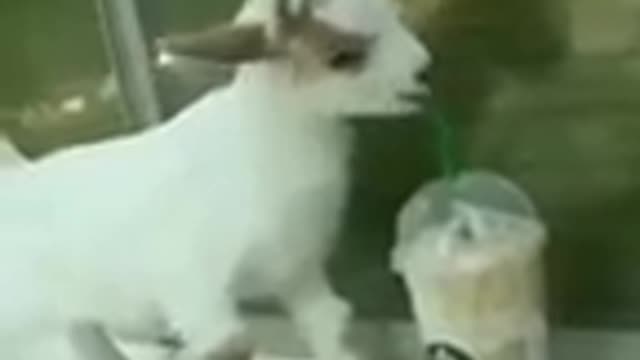 Funny Baby goat cat dog animals videos (1)_