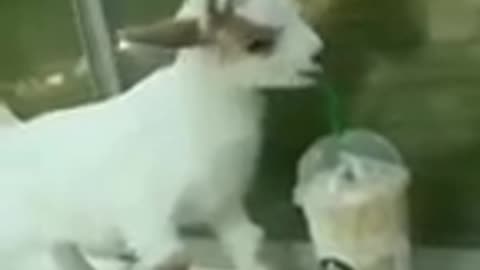 Funny Baby goat cat dog animals videos (1)_