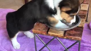 Corgi Makes a Mess Playing in Water Bowl