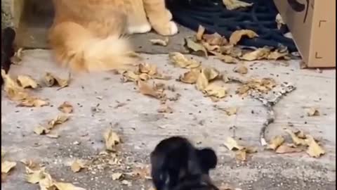 Funny animals Video😆😆😅 #1