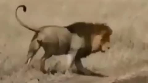 Cute Animals EP1 😊