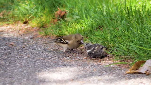 😍 Mom feeding her child 😍 Animal Mom 😍