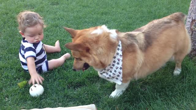 Corgi playing catch with baby