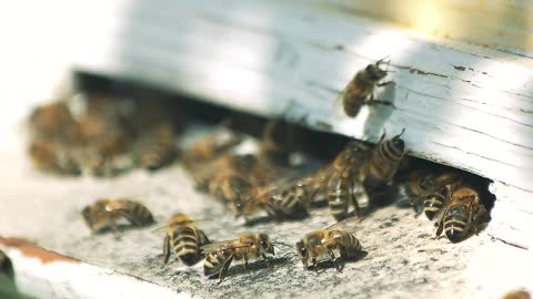 Close up bees in a bee house hole. Hive box entrance