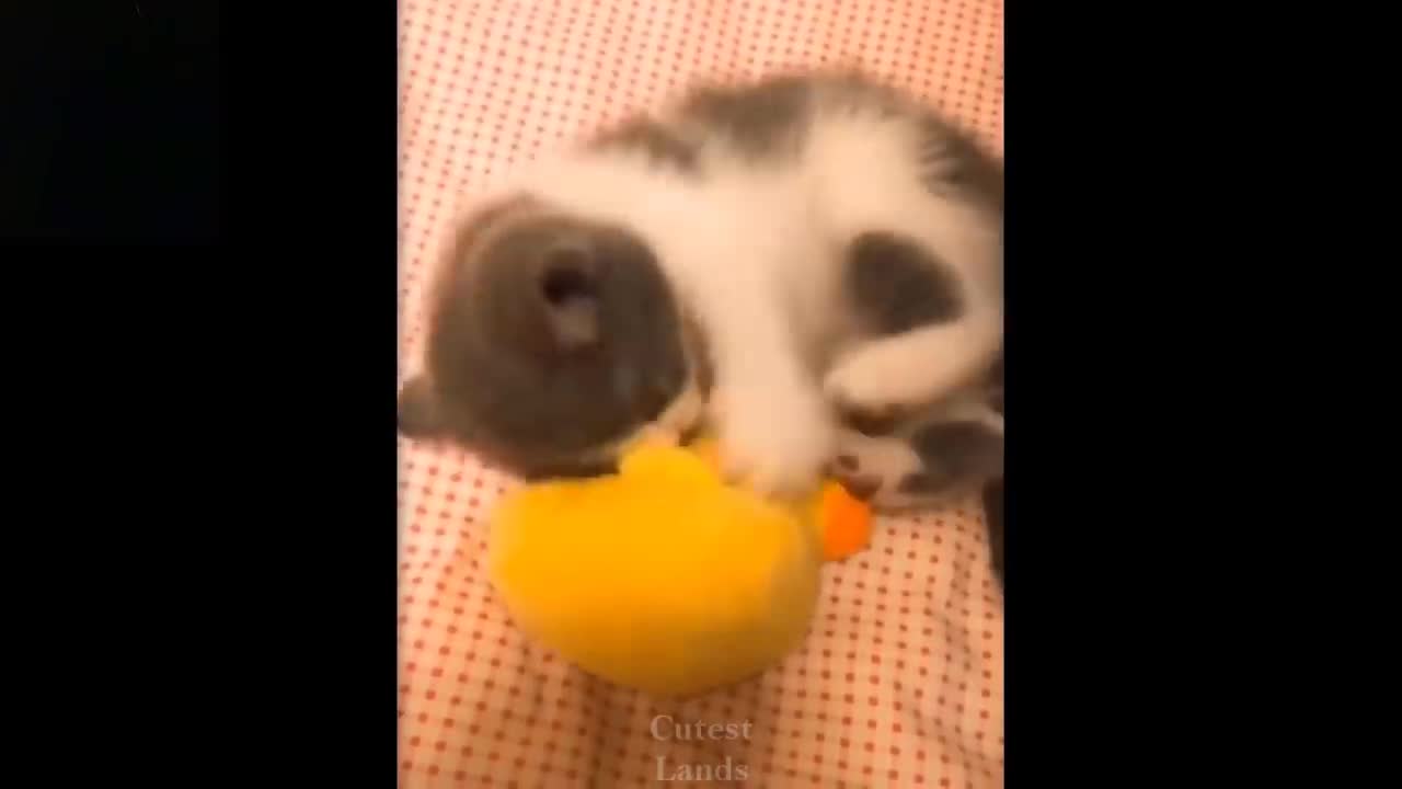 ๐Cute And Funny Pets _ Try Not To Laugh To These Pets ๐ Cutest Lands.