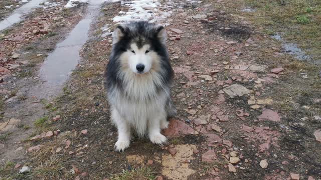 A Siberian Husky Play With A Ball