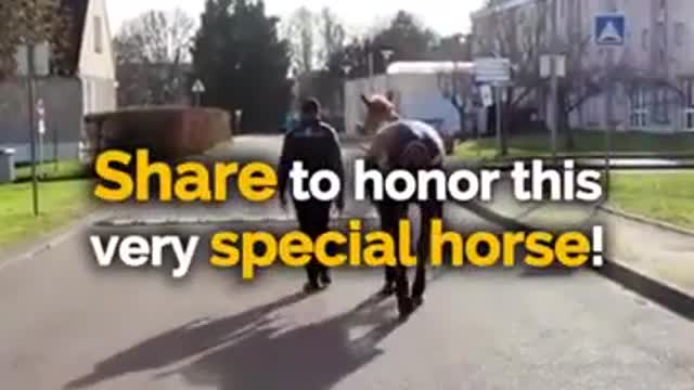 Special horse therapist