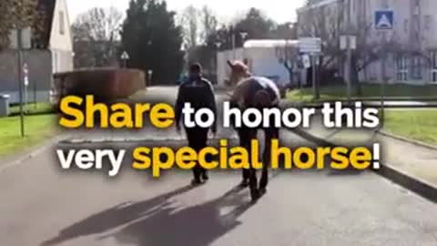 Special horse therapist