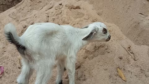 Goat funny meeeeeaaaaaaa 😃😃😃😃