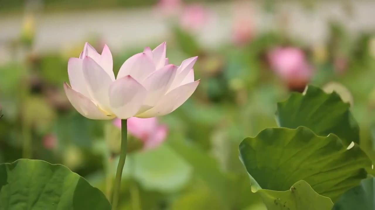 Nature meditate music short video #shorts