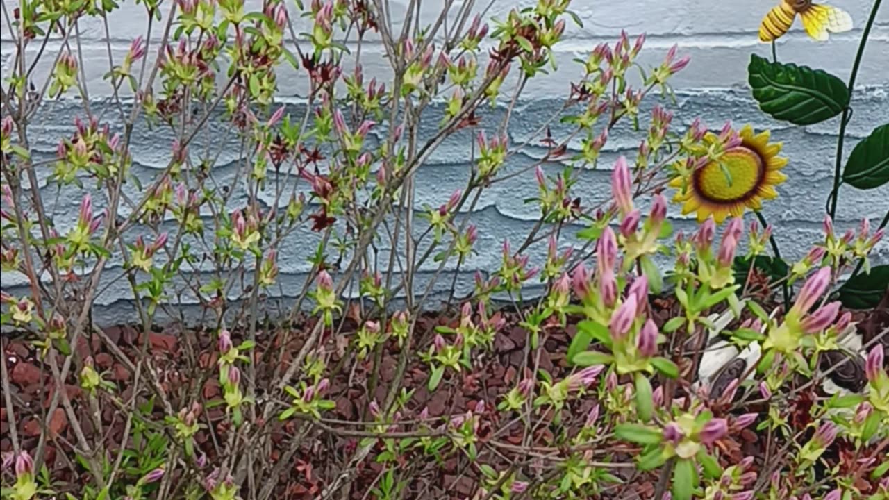 Azeala plant.