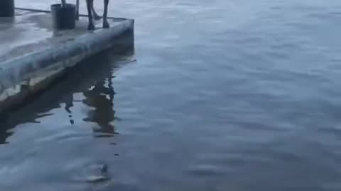 Sometimes You Gotta Take a Big Leap Into the Lake