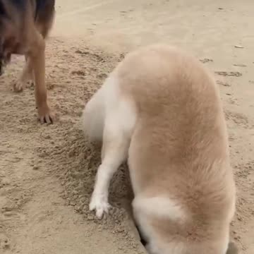 _ Best #funny Cute Dogs #shorts Video😂_ #trending #animals #reels