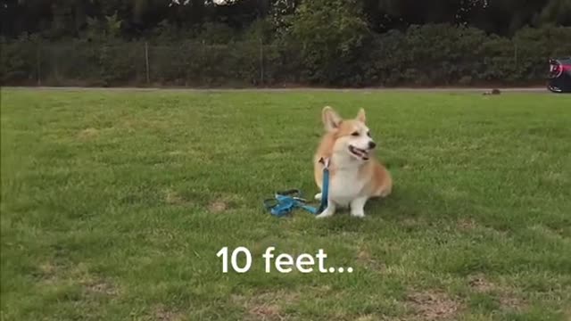 Is your dog up for the challenge?