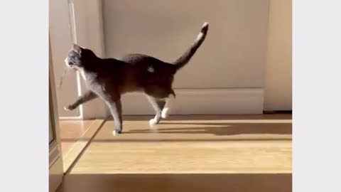 funny cat