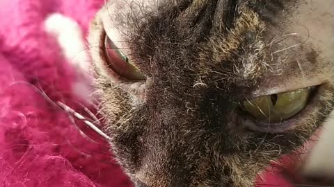 Cat Leia