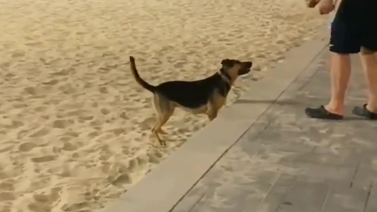 Dog waits at beach with a ball so it can play fetch with passers
