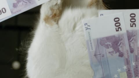 a-cat-surrounded-with-banknotes