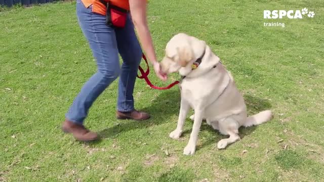 How to learn sit and stand your dog