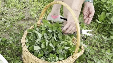 Harvesting Lambs Quarters