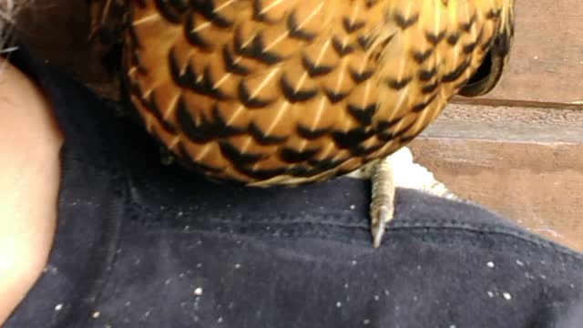 Polly the little chicken, so cute and friendly