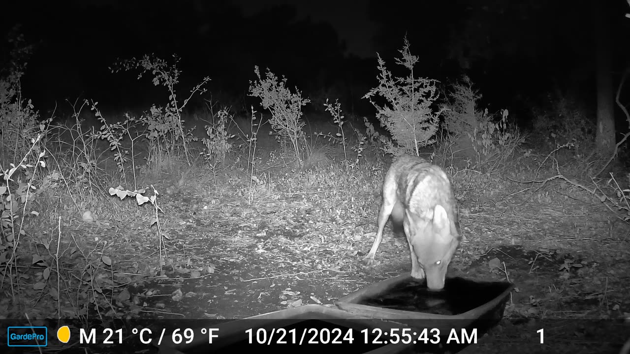 Coyote Solves Carrot-In-Tub Problem