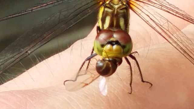 Dragonfly Feasting On A Ant