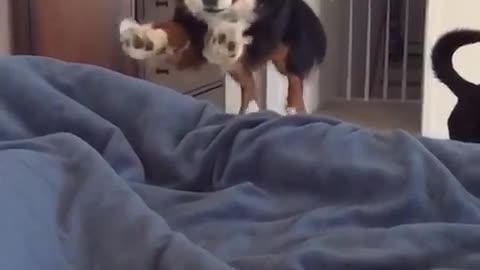 Slow motion of black white brown dog jumping onto black bed