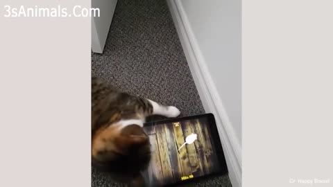 CATS will make you ROLL ON THE FLOOR LAUGHING - WATCH NOW!