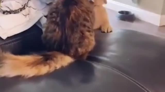 Cute Cats Videos - Watch the Best Cute Cat Videos