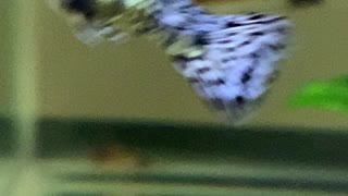 Guppy juvenile