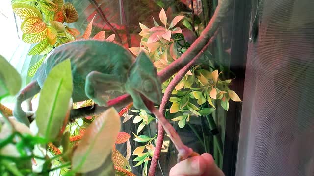 SlowMo Chameleon Captures Snack