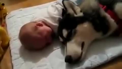 The dog that can calm a baby