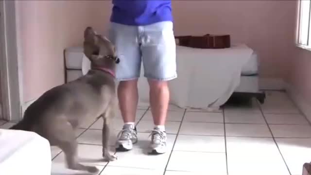 Dog training