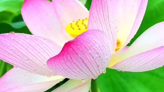 The scenery is picturesque and colorful and beautiful