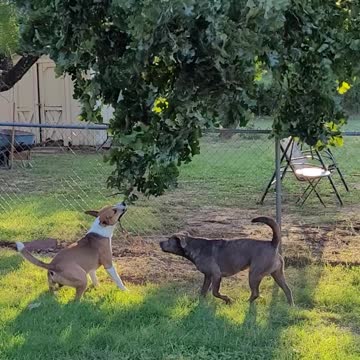 Dogs Catching a Tree With Claire Bear and Tucker Carlson