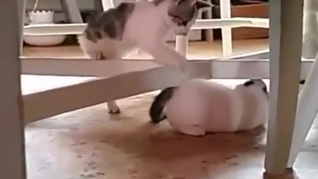 Two cute cats play together !