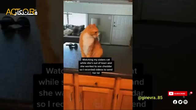 Funny Animal Video Collection From TikTok 2022