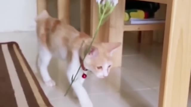 Amazing Funny Cats Rendom Viral Clips😹|| #funny Cute Cats #shorts Video😂