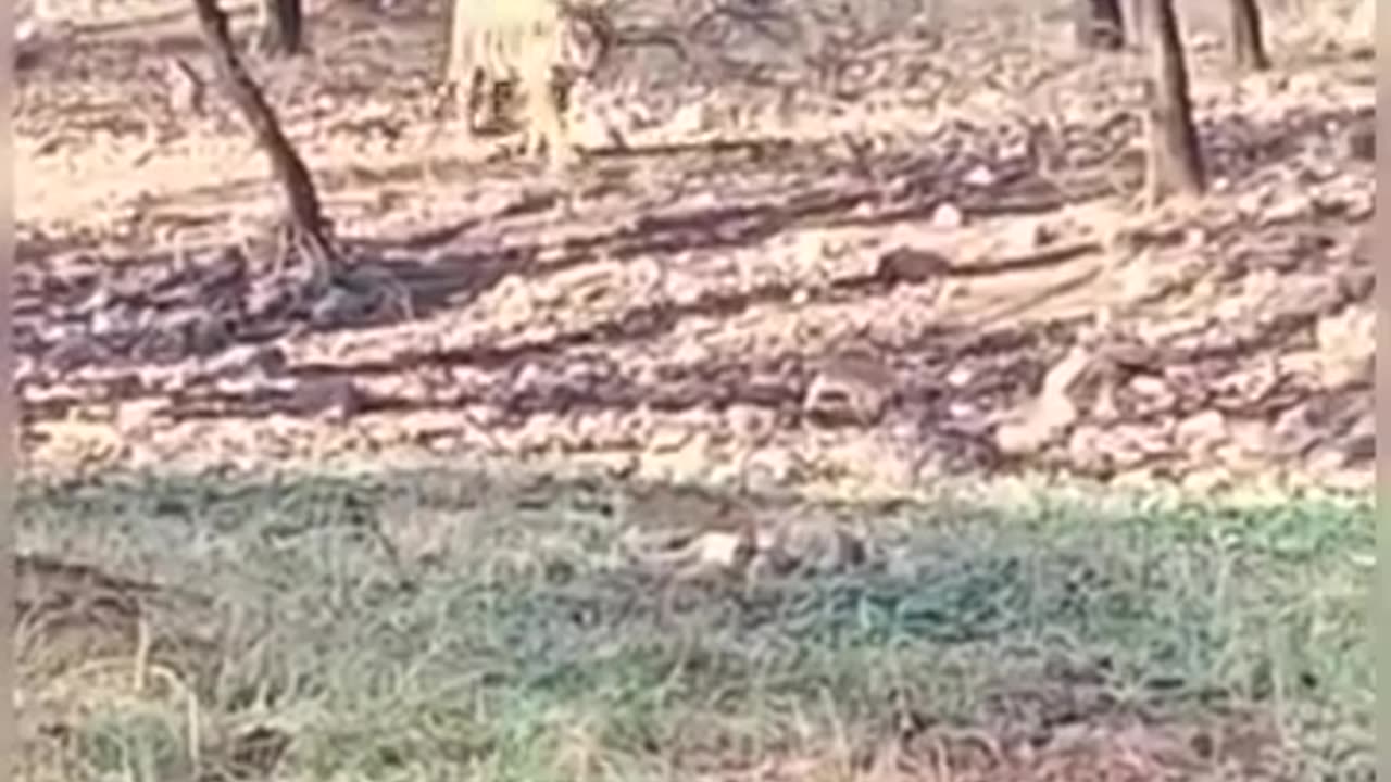 Tiger Noori spotted again after kill roaming in zone1 #shorts #viral #shortvideo #trending