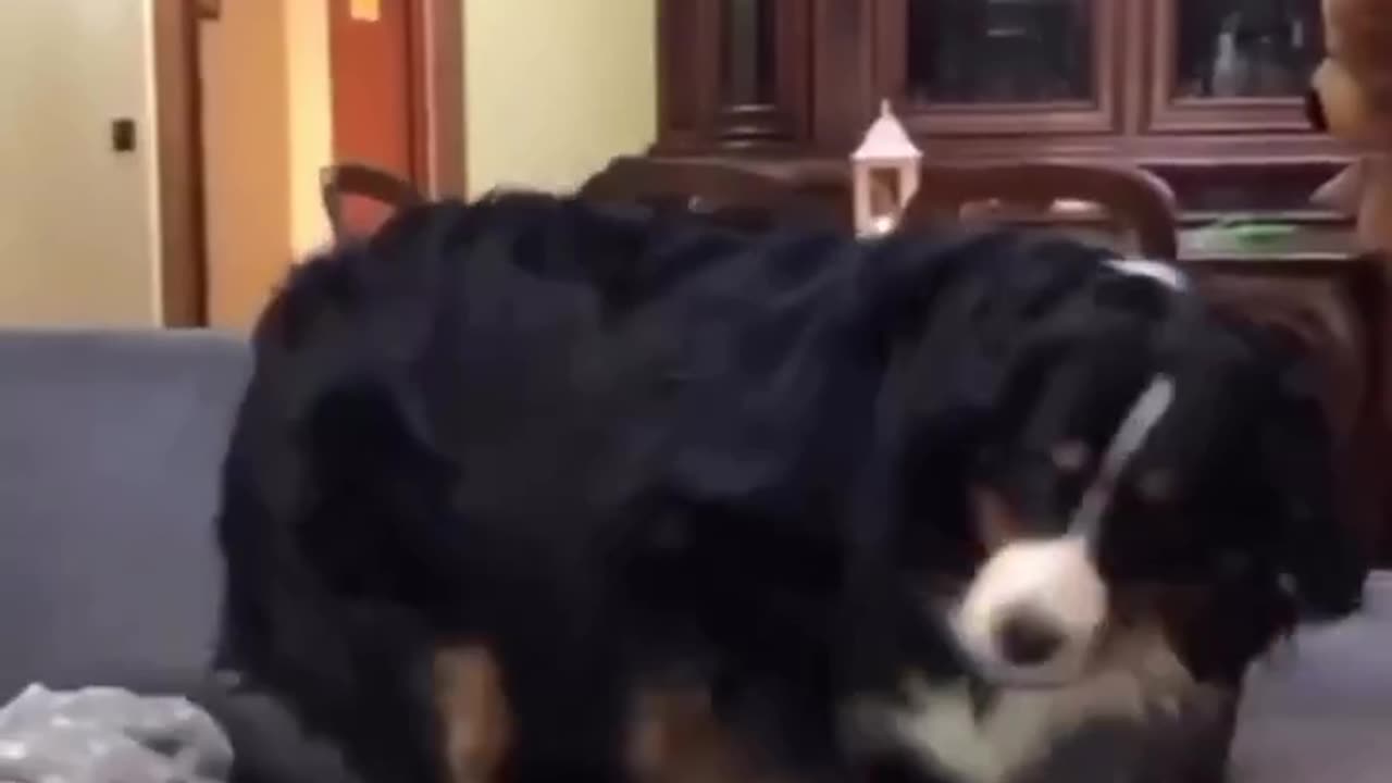 Cats and Dog Comedy Fiesta: Laugh Till You Drop!