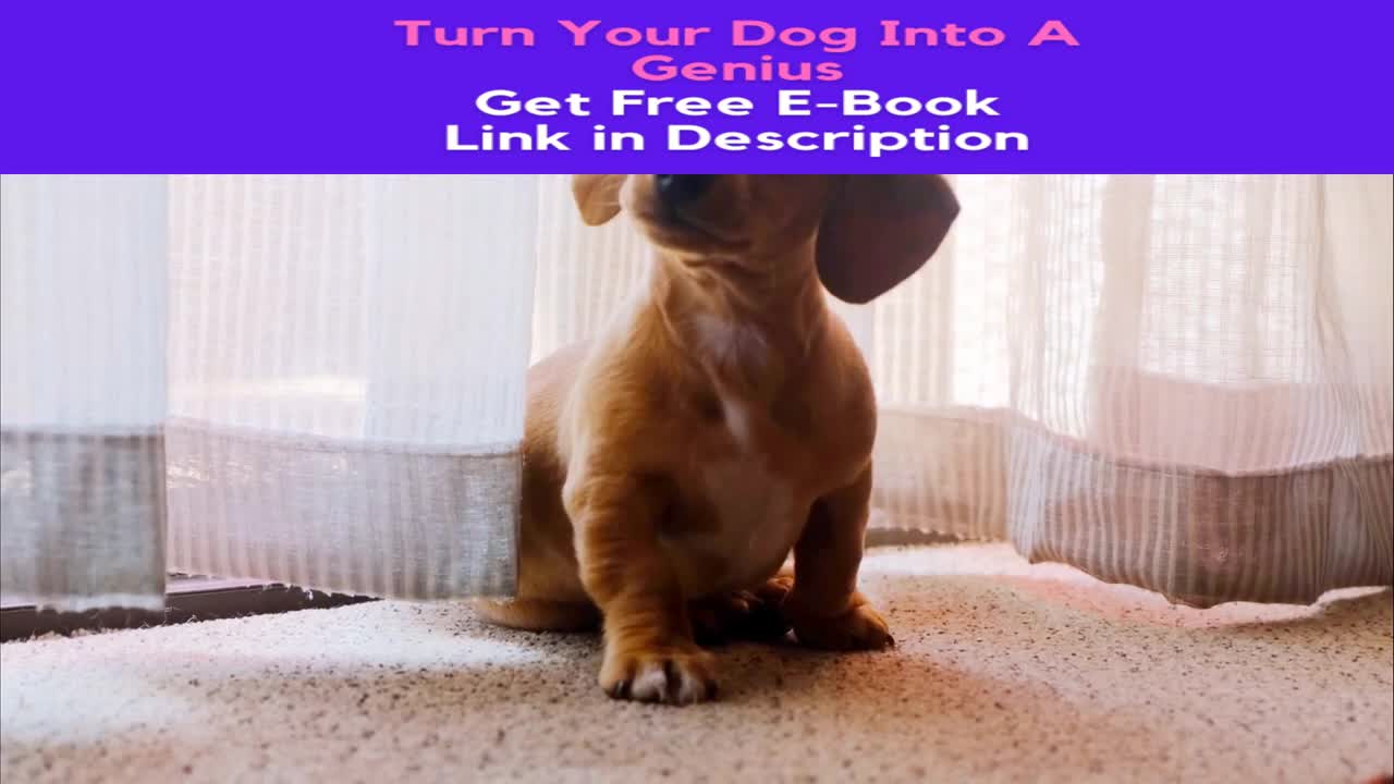 How to train Dogs | Dog Videos | Cute Dogs | Cute Pets