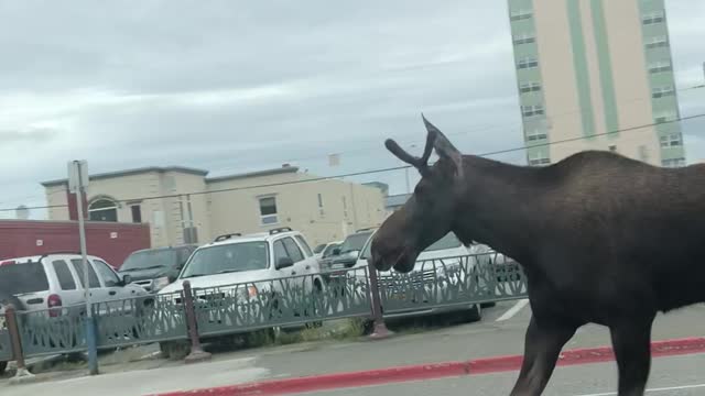 Alaskan Traffic Jam