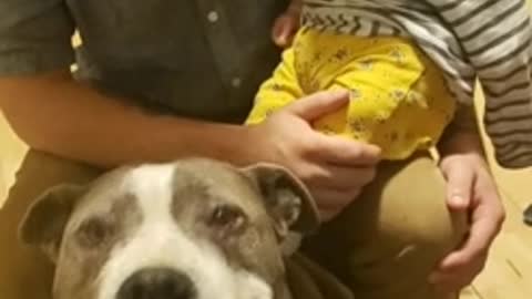 Baby thinks pit bull eating treats 2021