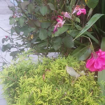 Snail and a spider web in a Beautiful rose plant